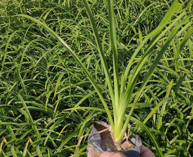 辽宁各种花苗批发电话