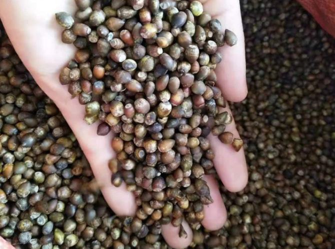 辽宁各种树种子供应电话