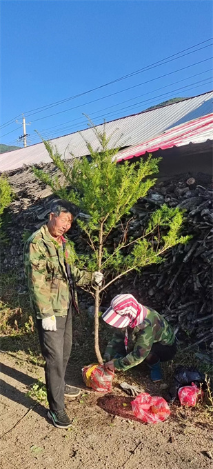 辽宁红豆杉苗木批发价格