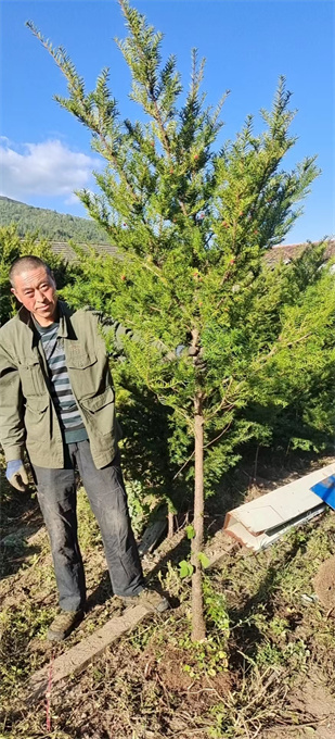 辽宁红豆杉苗木批发哪里有