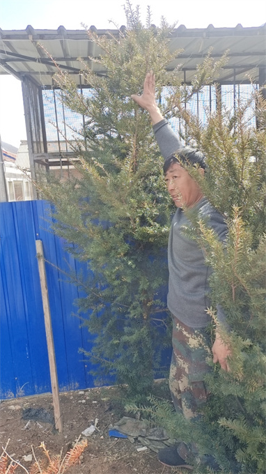 辽宁红豆杉苗木批发电话