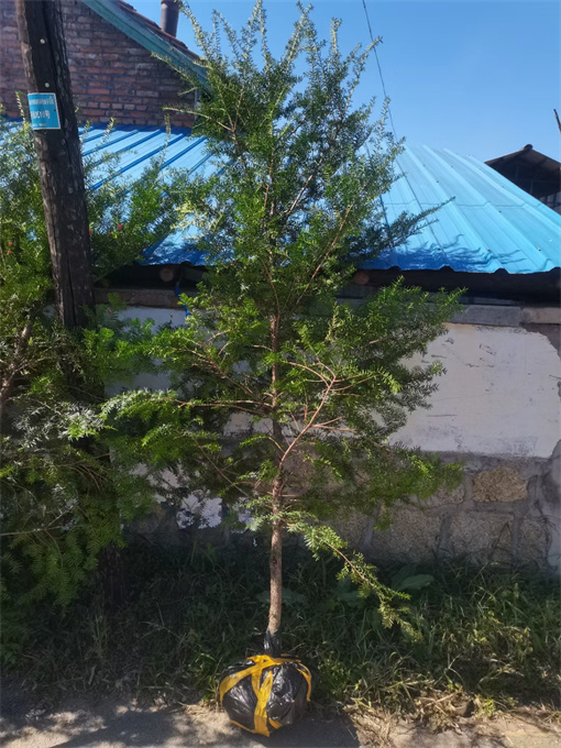 辽宁红豆杉苗木批发厂家