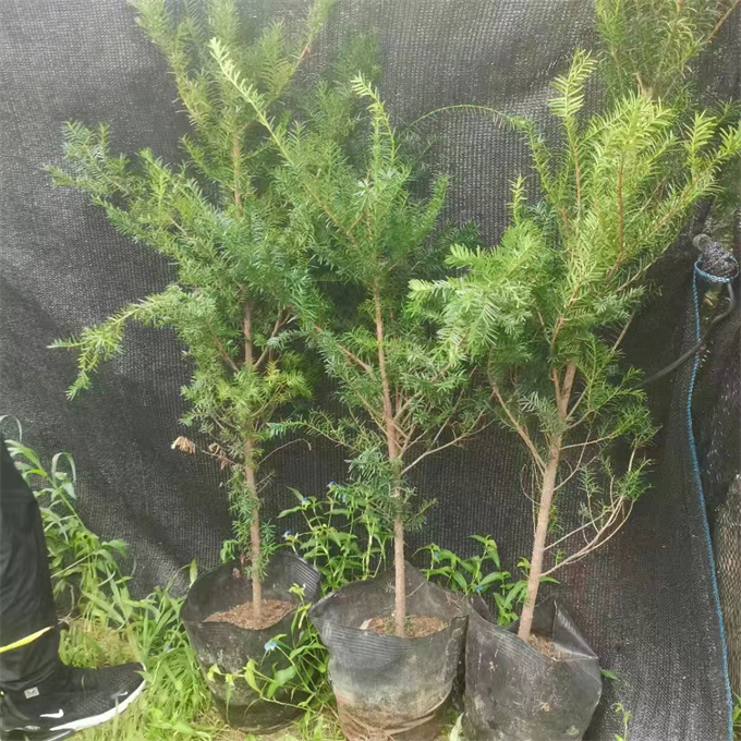辽宁红豆杉苗木批发多少钱