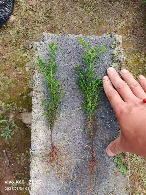 辽宁绿化树苗批发基地哪里有