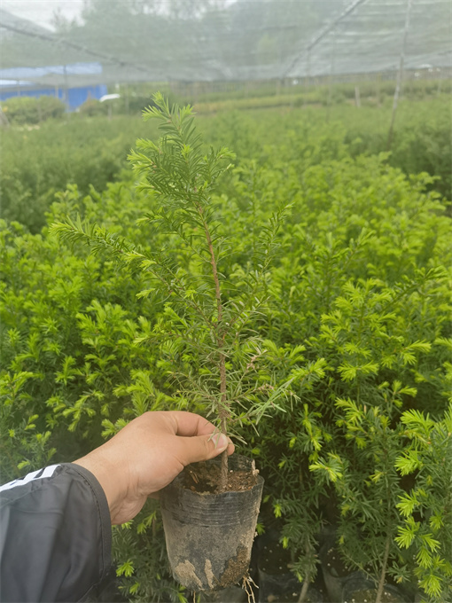 辽宁吉林红豆杉苗供应