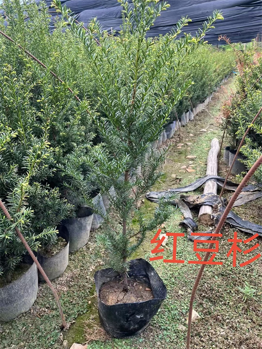 辽宁吉林红豆杉苗供应
