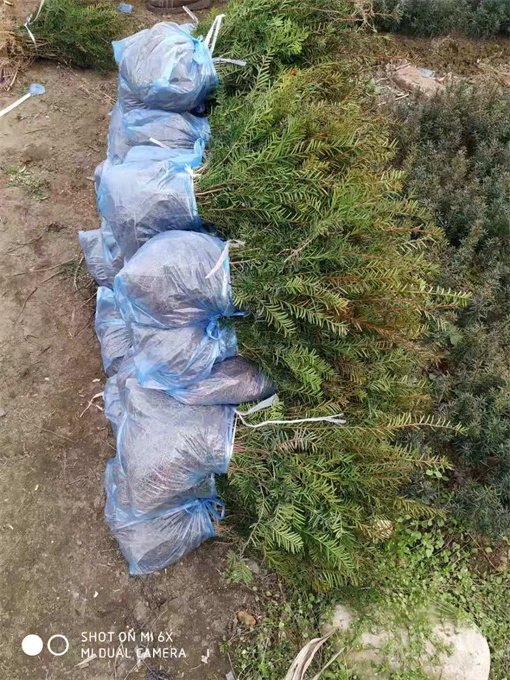 辽宁红豆杉苗供应公司