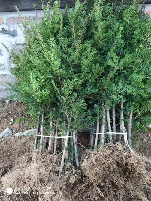 辽宁吉林红豆杉苗供应公司