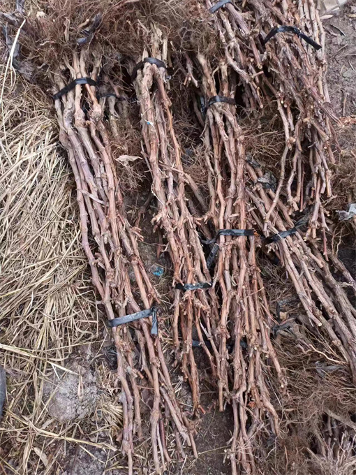 辽宁葡萄苗基地批发多少钱