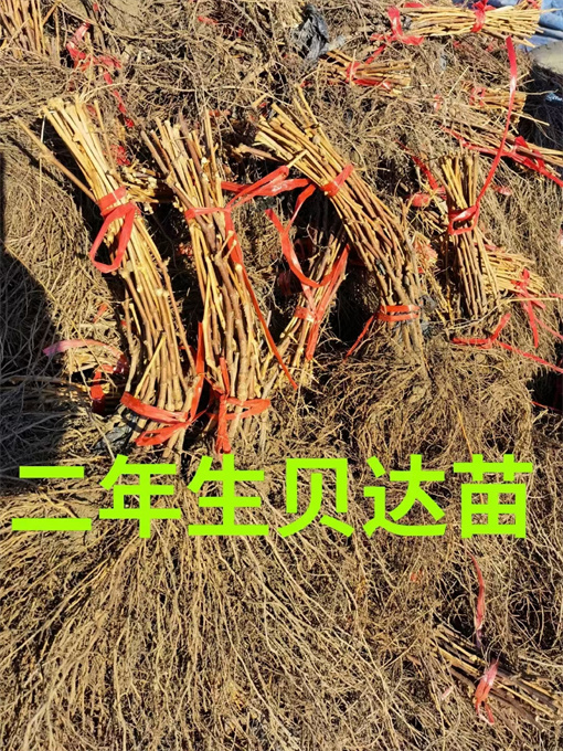 辽宁葡萄苗批发哪家好