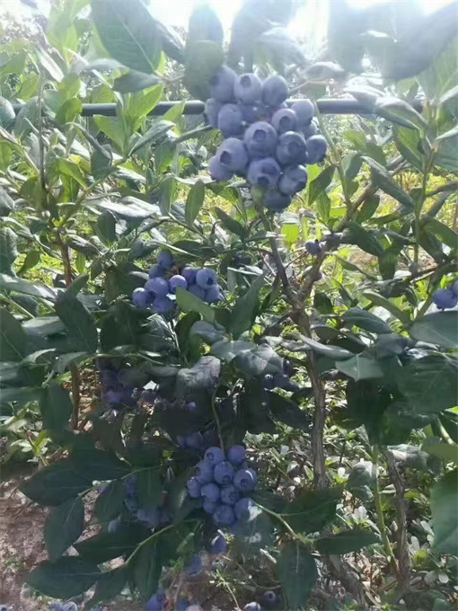 辽宁蓝莓苗基地供应