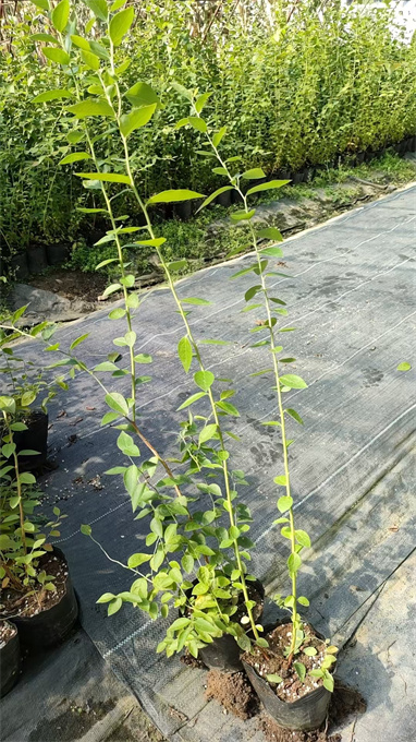 辽宁蓝莓苗基地供应