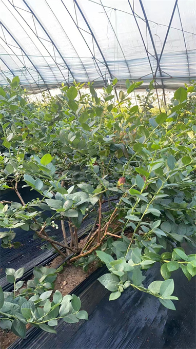 辽宁蓝莓苗基地批发价格