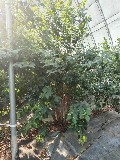 辽宁蓝莓苗基地批发费用