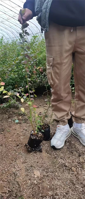 辽宁吉林蓝莓苗批发电话