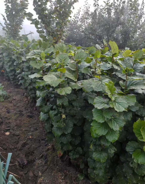 辽宁果树苗批发基地
