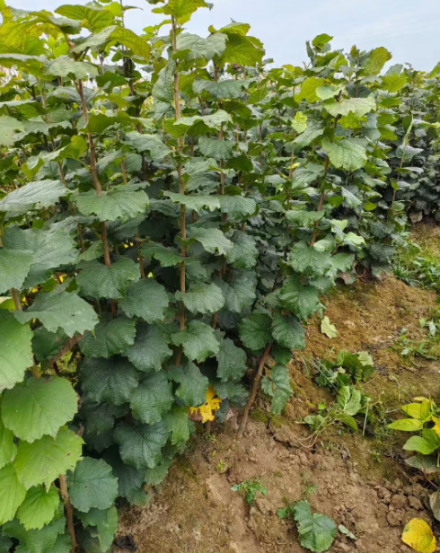 辽宁果树苗批发供应
