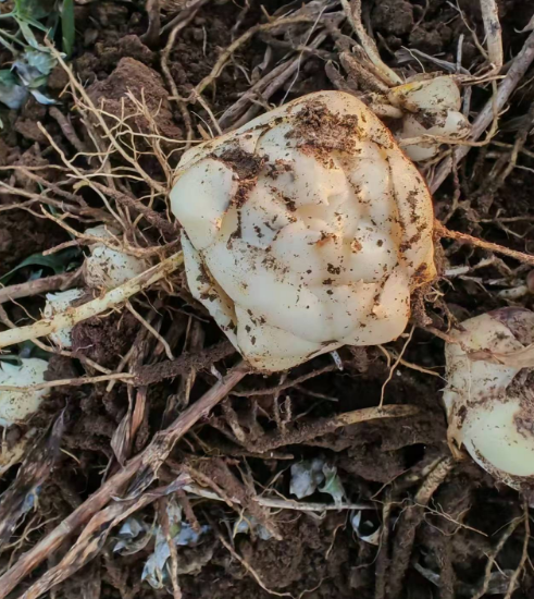 辽宁吉林各种花苗批发价格