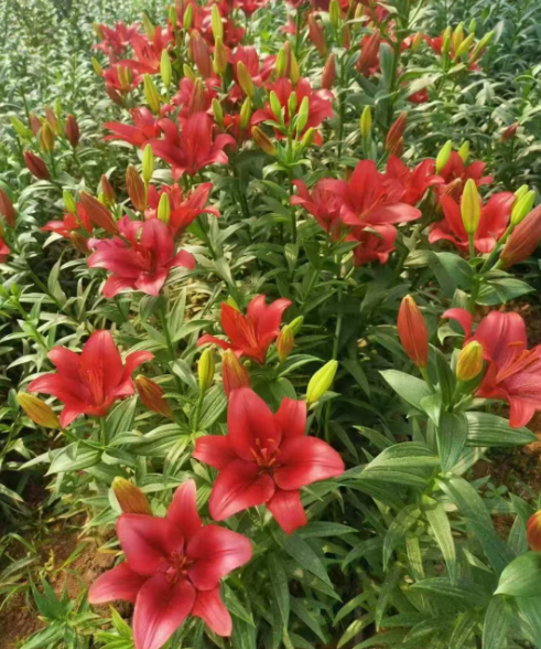 辽宁吉林各种花苗批发电话