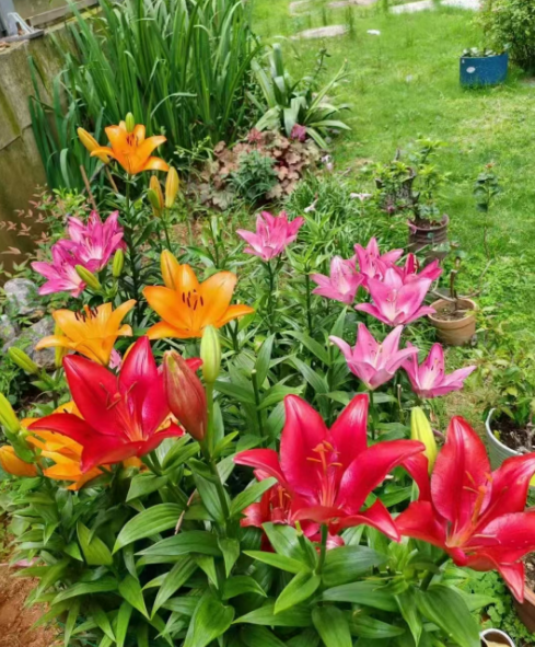 辽宁吉林各种花苗批发基地