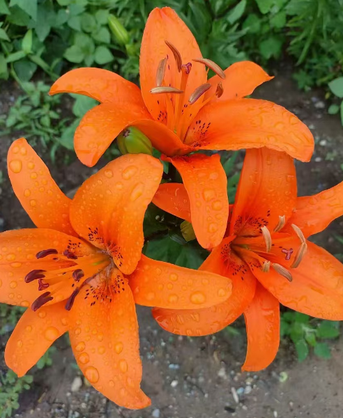 辽宁各种花苗批发基地