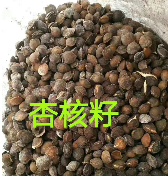 辽宁公主岭各种树种子供应价格
