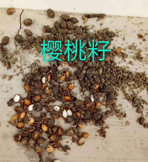 辽宁各种树种子供应基地