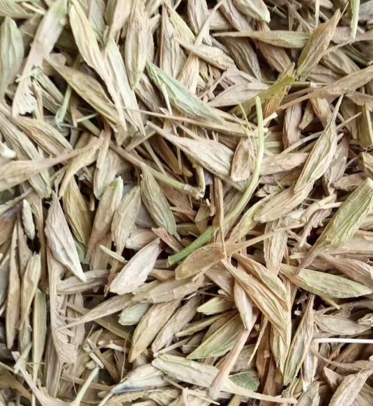 辽宁吉林各种树种子供应基地哪家好