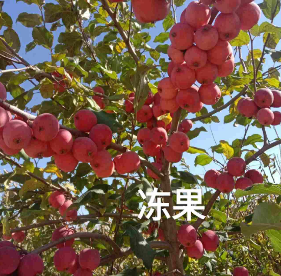 辽宁吉林果树苗批发价格
