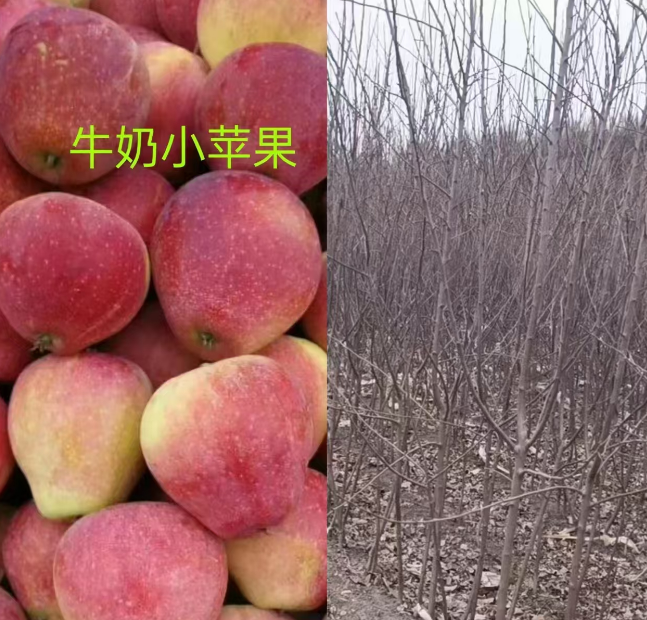 辽宁吉林果树苗批发基地