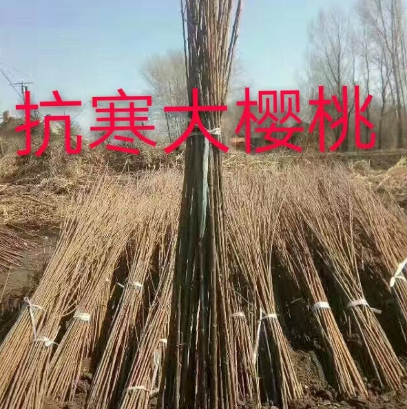 辽宁公主岭果树苗批发基地