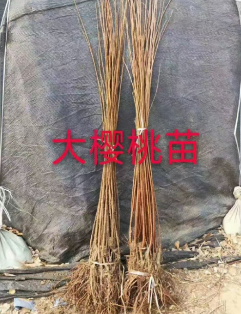 辽宁公主岭果树苗批发电话