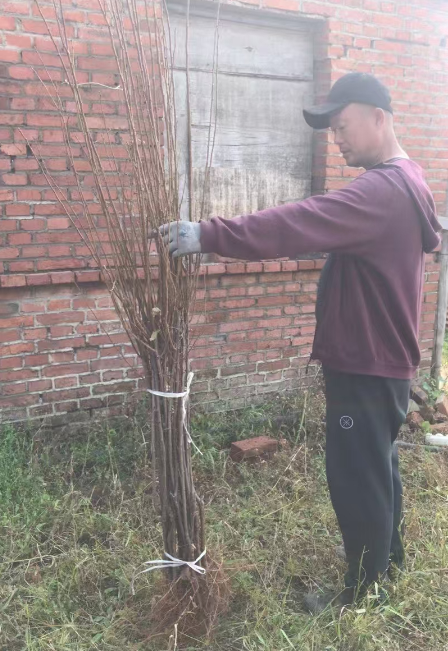 辽宁吉林李子苗木订购电话