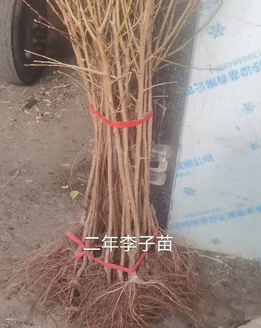 辽宁吉林李子苗木订购基地