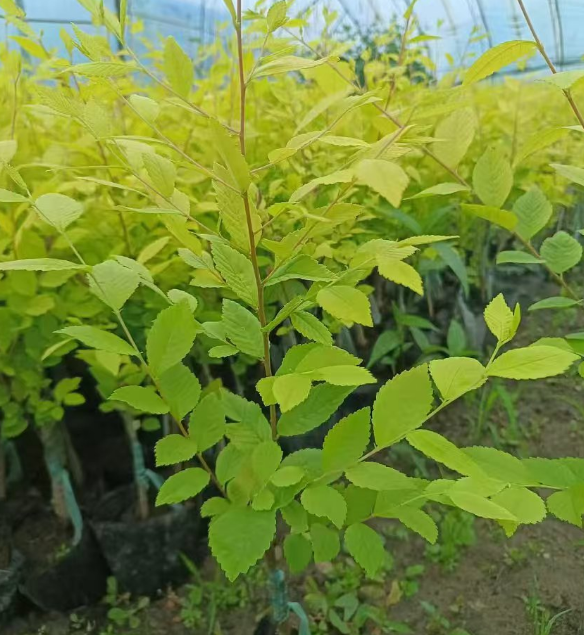 辽宁吉林绿化树苗批发基地