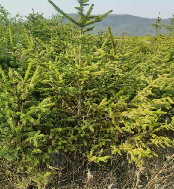 辽宁吉林绿化树苗批发基地电话