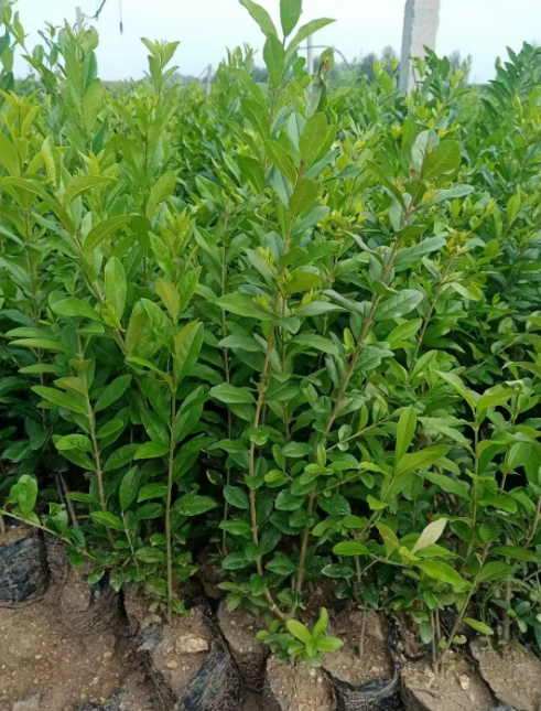 辽宁岭绿化树苗批发价格