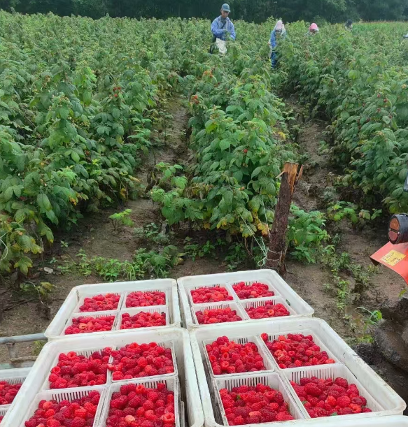 辽宁公主岭果树苗批发