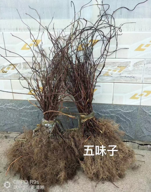 辽宁药材苗哪里有卖
