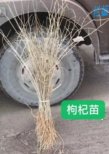 辽宁吉林药材苗哪里有卖