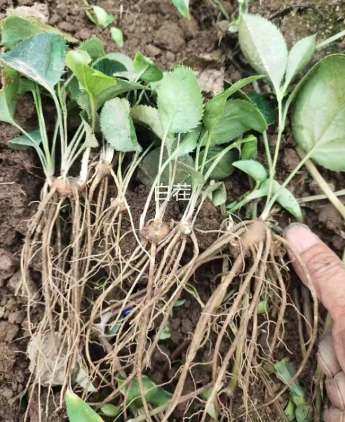 辽宁公主岭药材苗哪里有卖