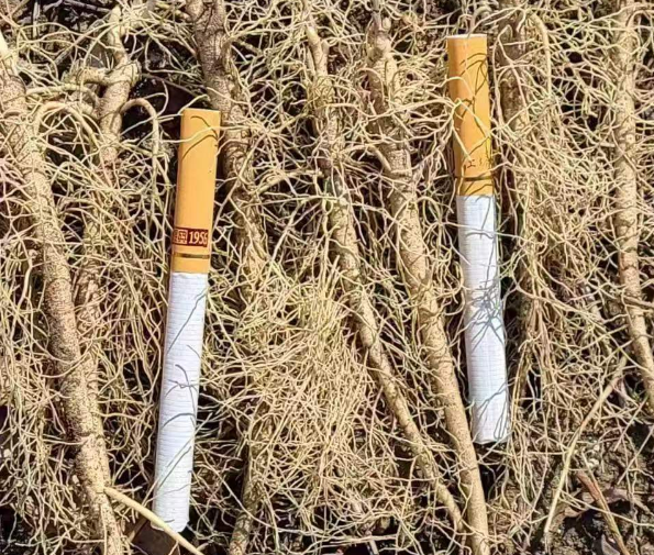 辽宁公主岭药材苗基地批发